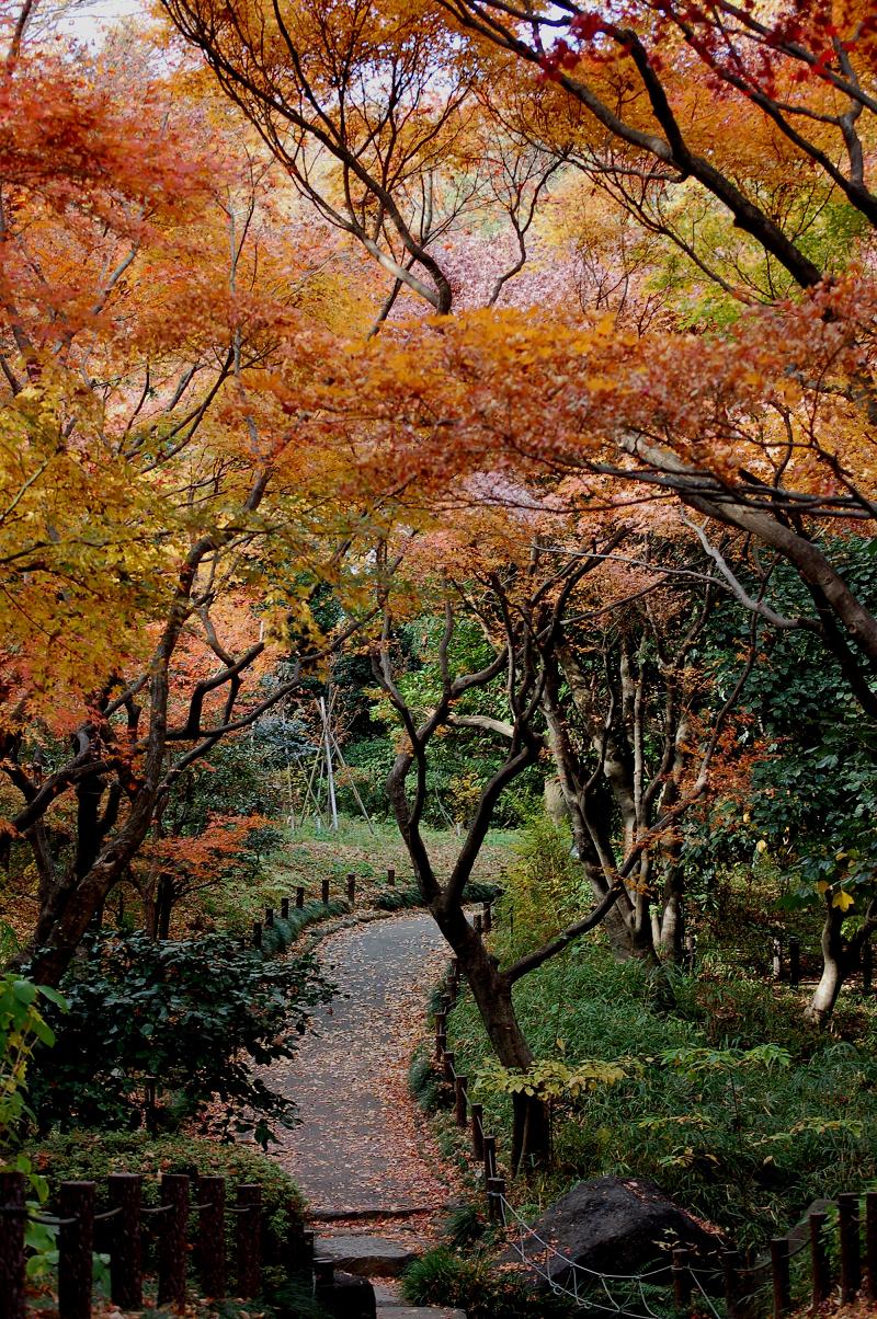 環境省 皇居外苑 北の丸公園の紅葉
