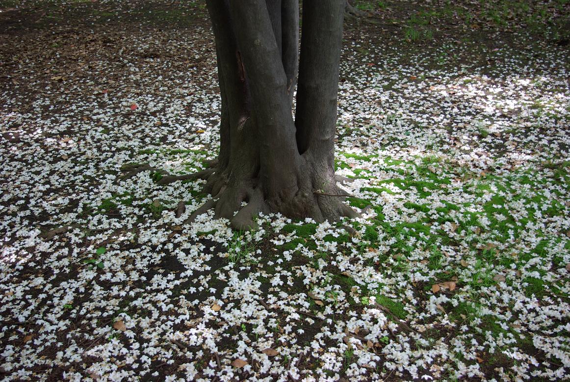 環境省 春の花