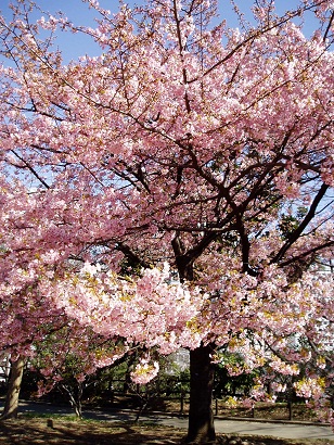 環境省_ 春の花