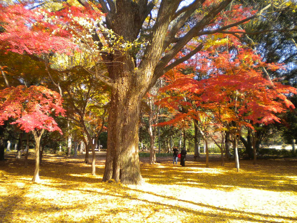 写真：乾御門内北側