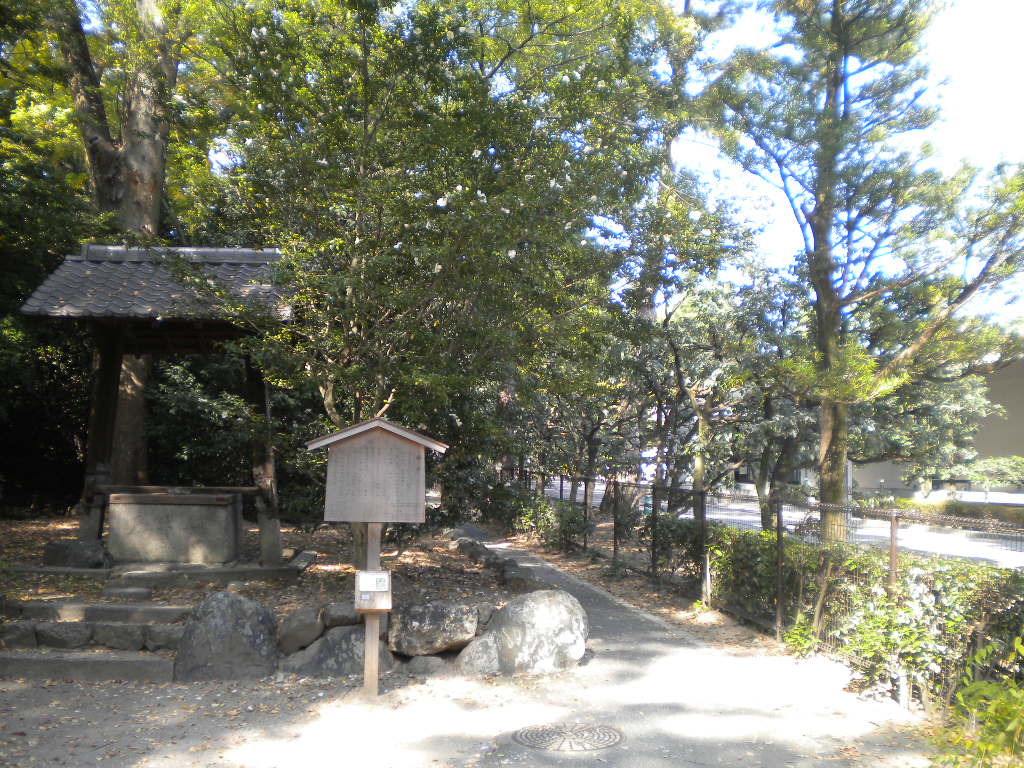 写真：サザンカ②