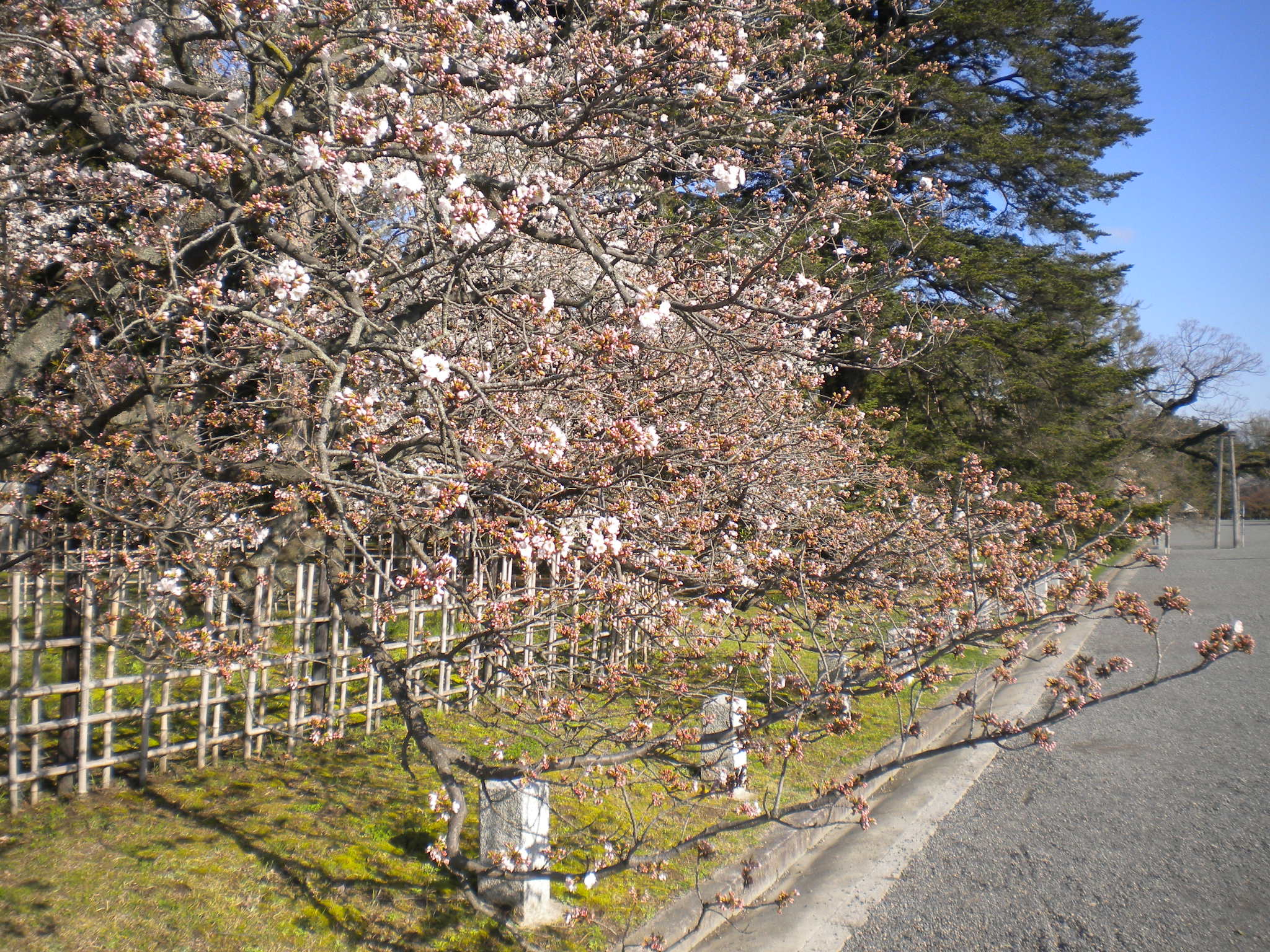 写真：車返桜