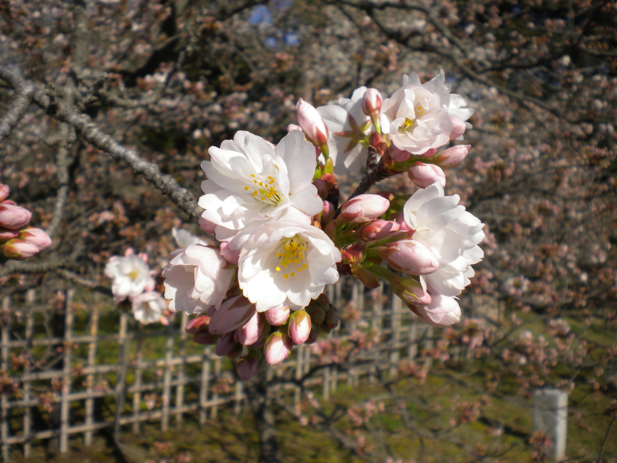 写真：車返桜②