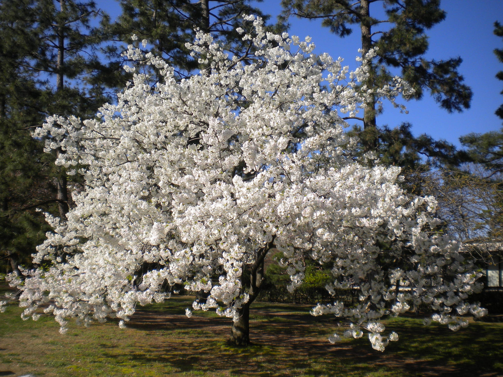 写真：里桜