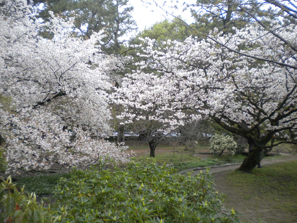 写真：里桜