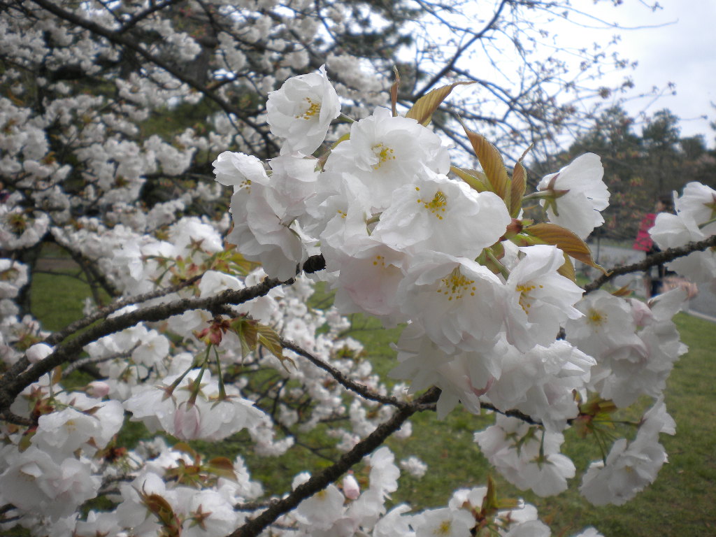 写真：里桜②