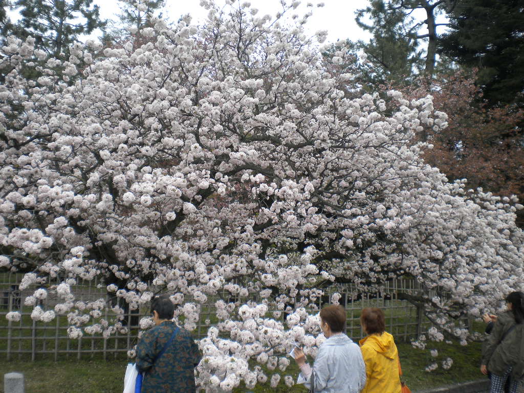 写真：車返桜