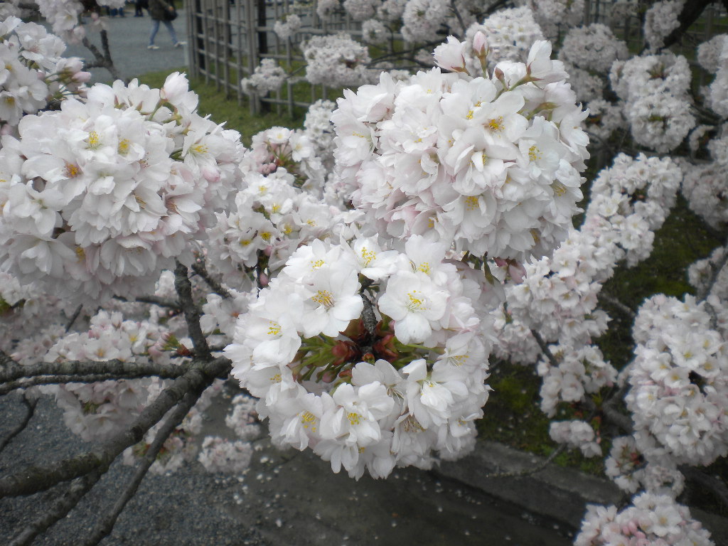 写真：車返桜②