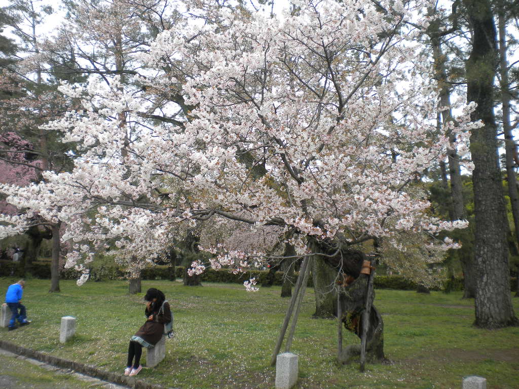 写真：山桜