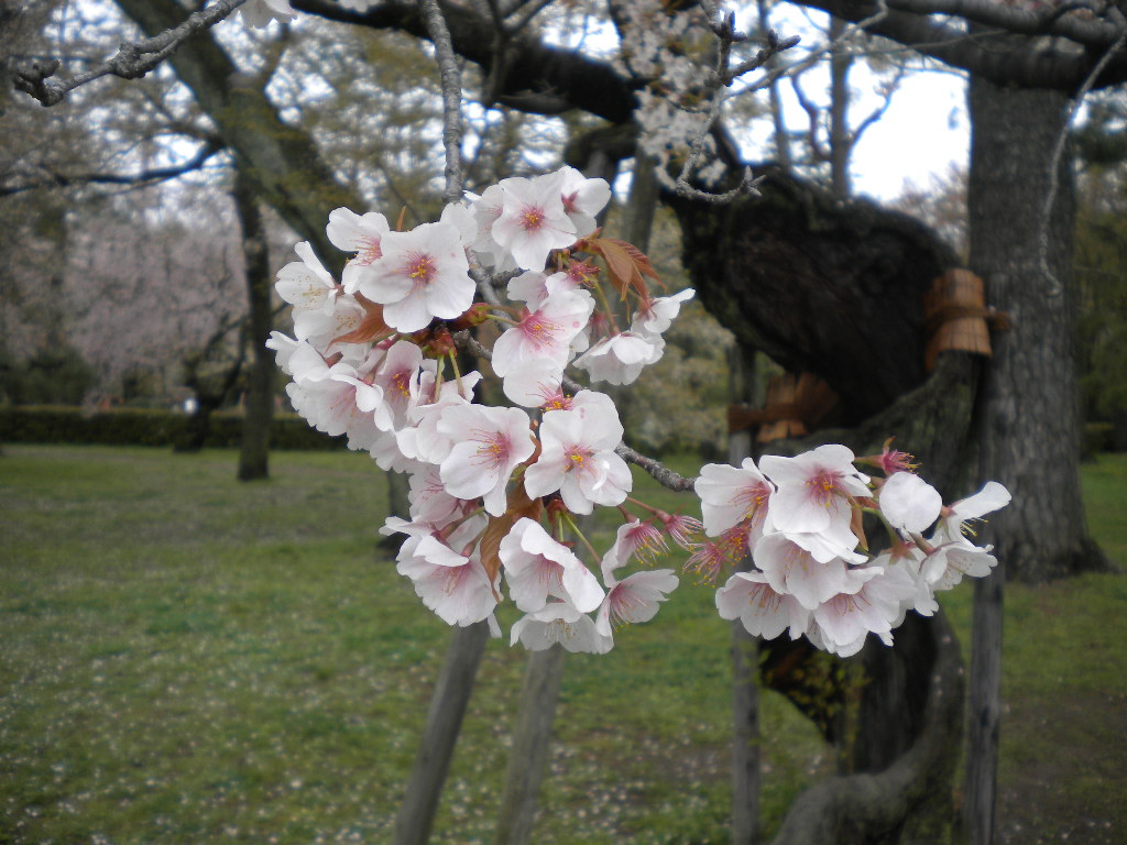 写真：山桜②