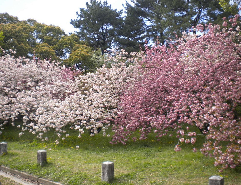 写真：出水の里桜②