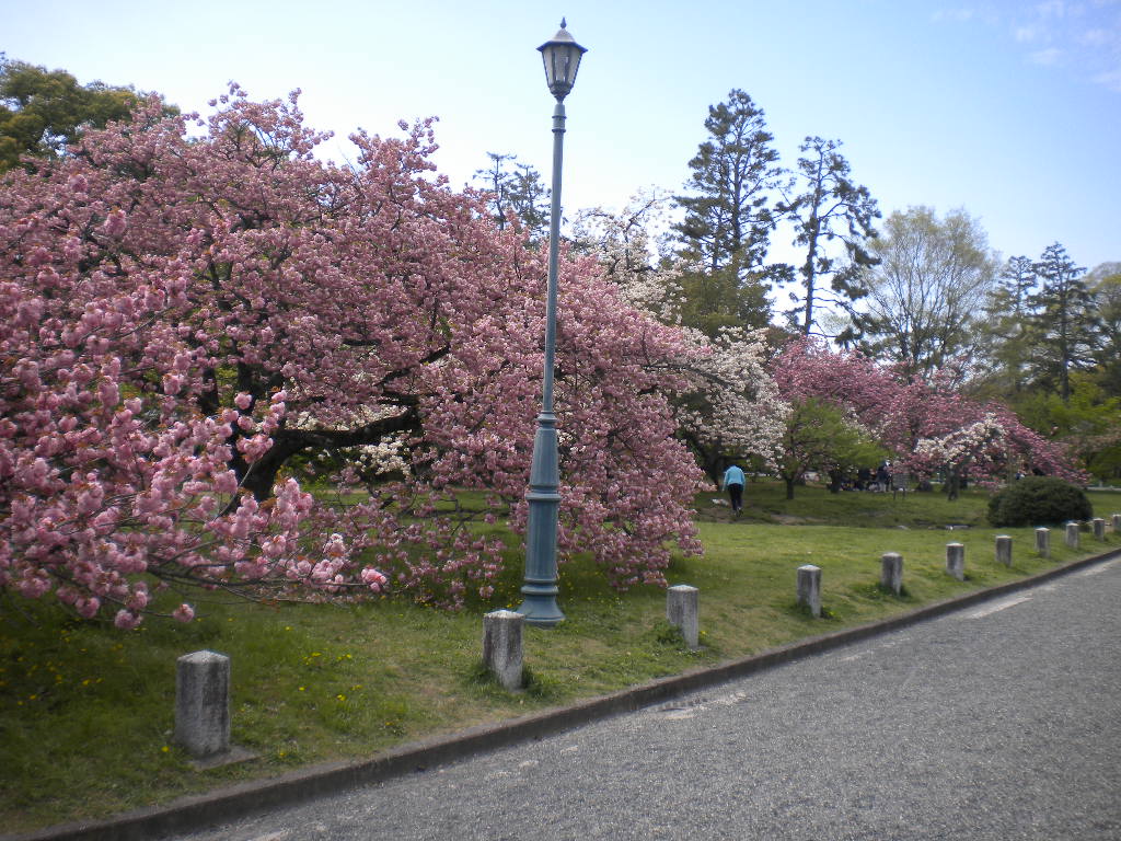 写真：出水の里桜③