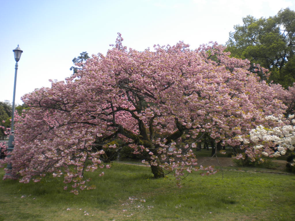 写真：出水の里桜④