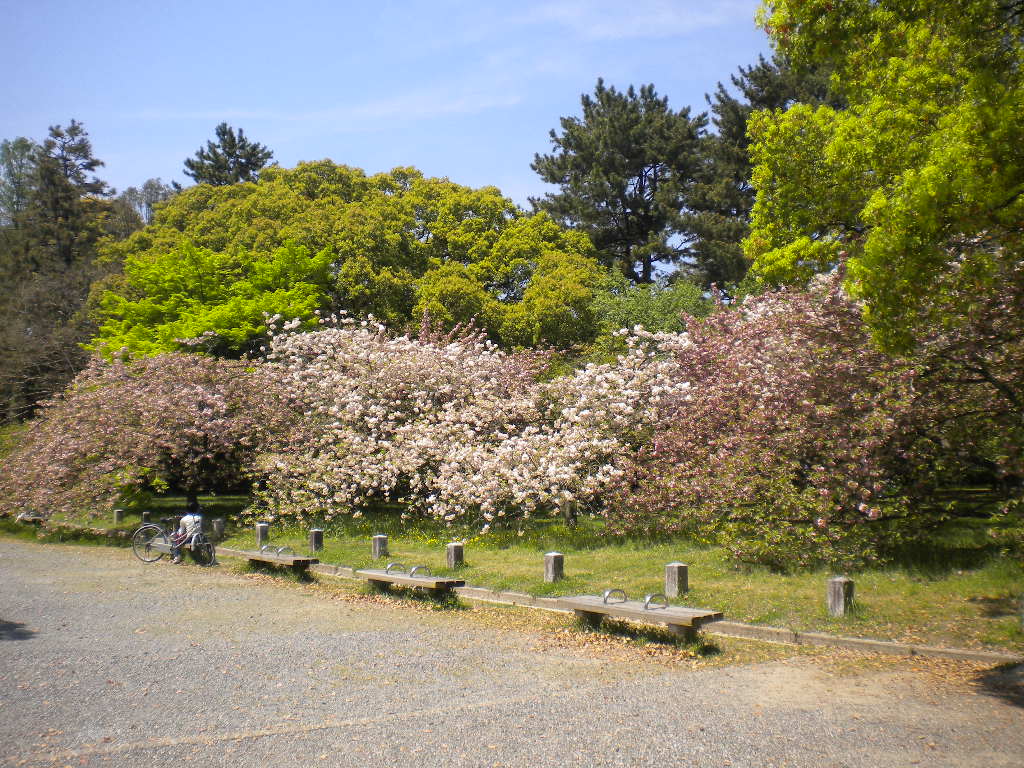 写真：出水の里桜①