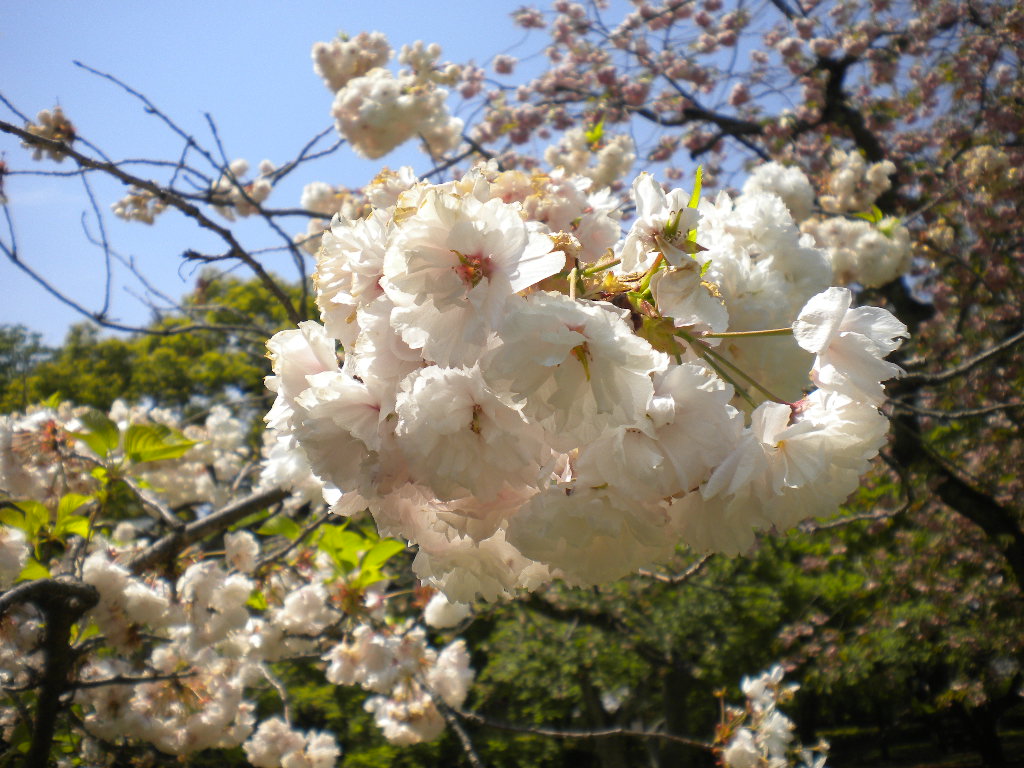 写真：松月②