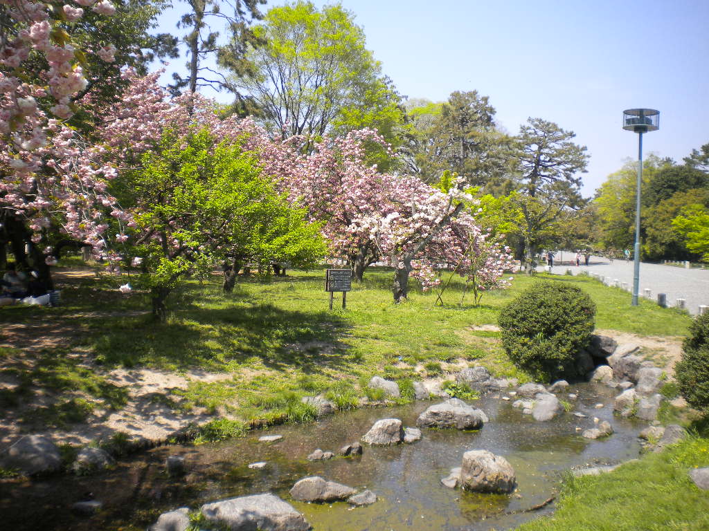 写真：出水の里桜②