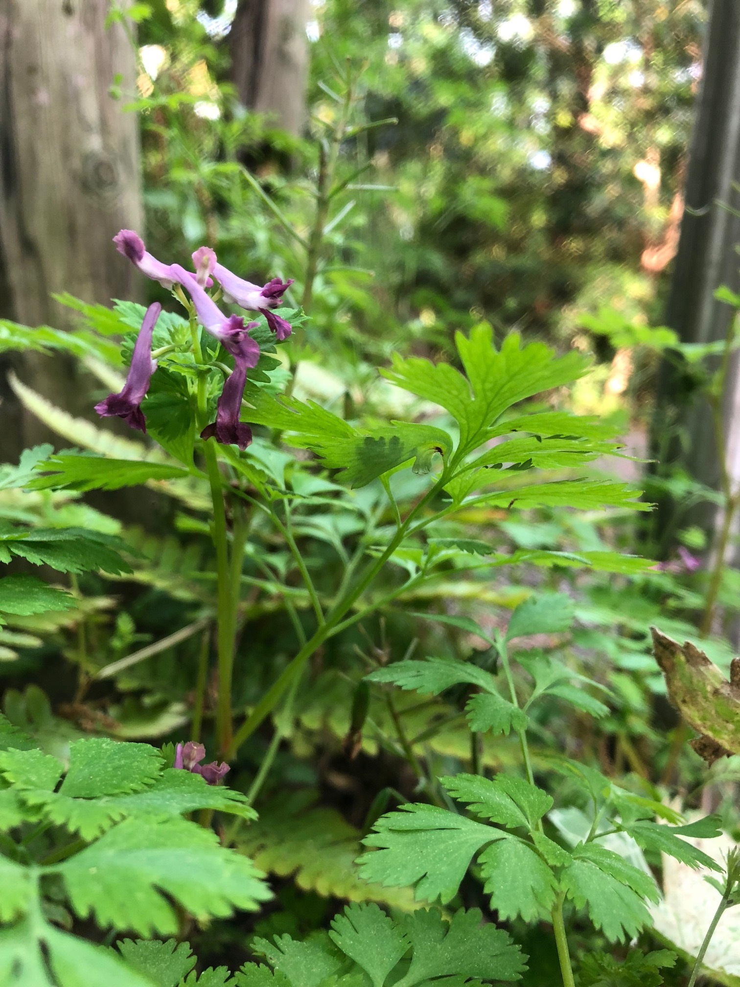 ムラサキケマン