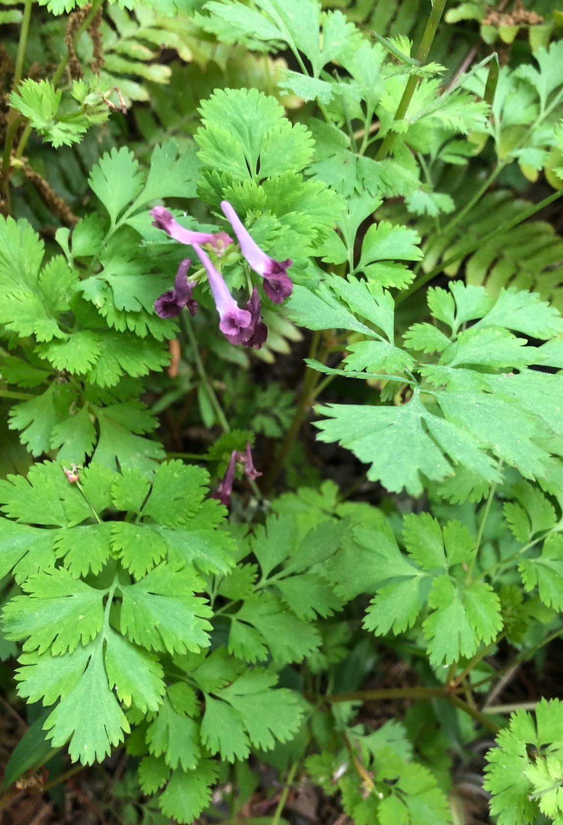 ムラサキケマン2