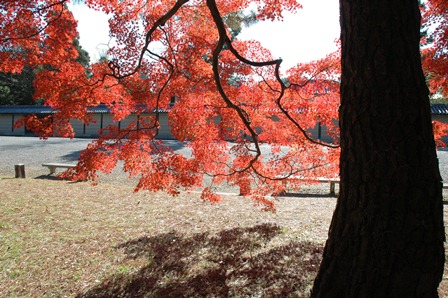写真：大宮・仙洞御所北側