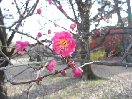 写真：出水の小川北側、例年、年を越して１月から咲き始める紅梅