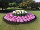 菊032