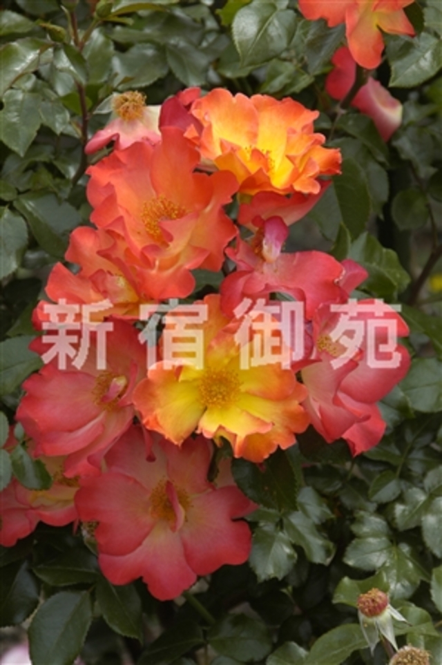 環境省 バラ プレイボーイ