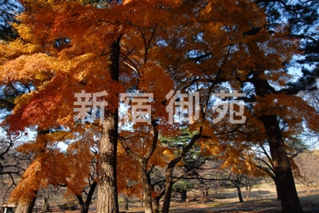 環境省 千駄ヶ谷門付近 環境省 千駄ヶ谷門付近