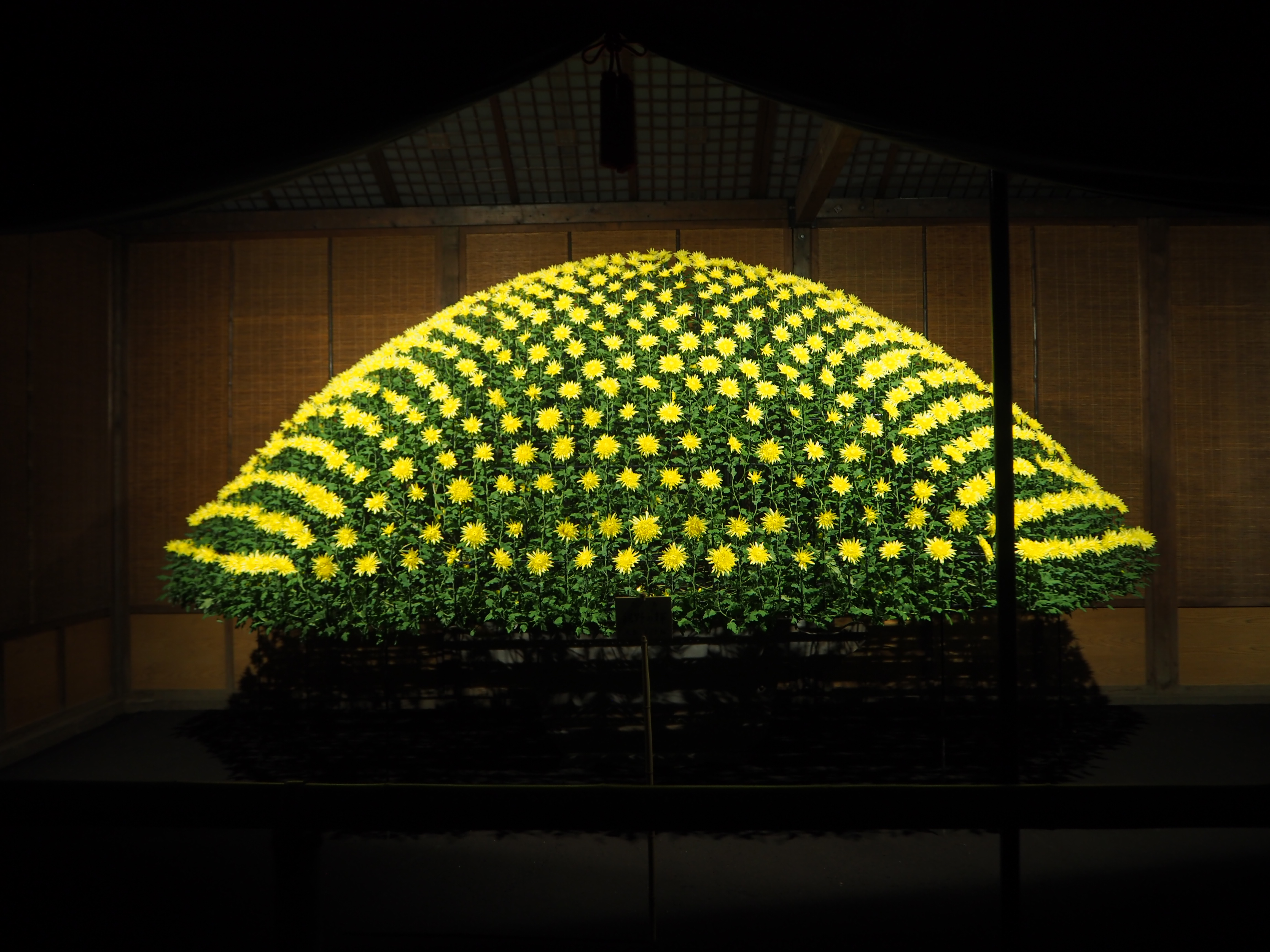 環境省 動画掲載 新宿御苑 菊花壇展 ライトアップ 19 環境省 動画掲載 新宿御苑 菊花壇展 ライトアップ 19