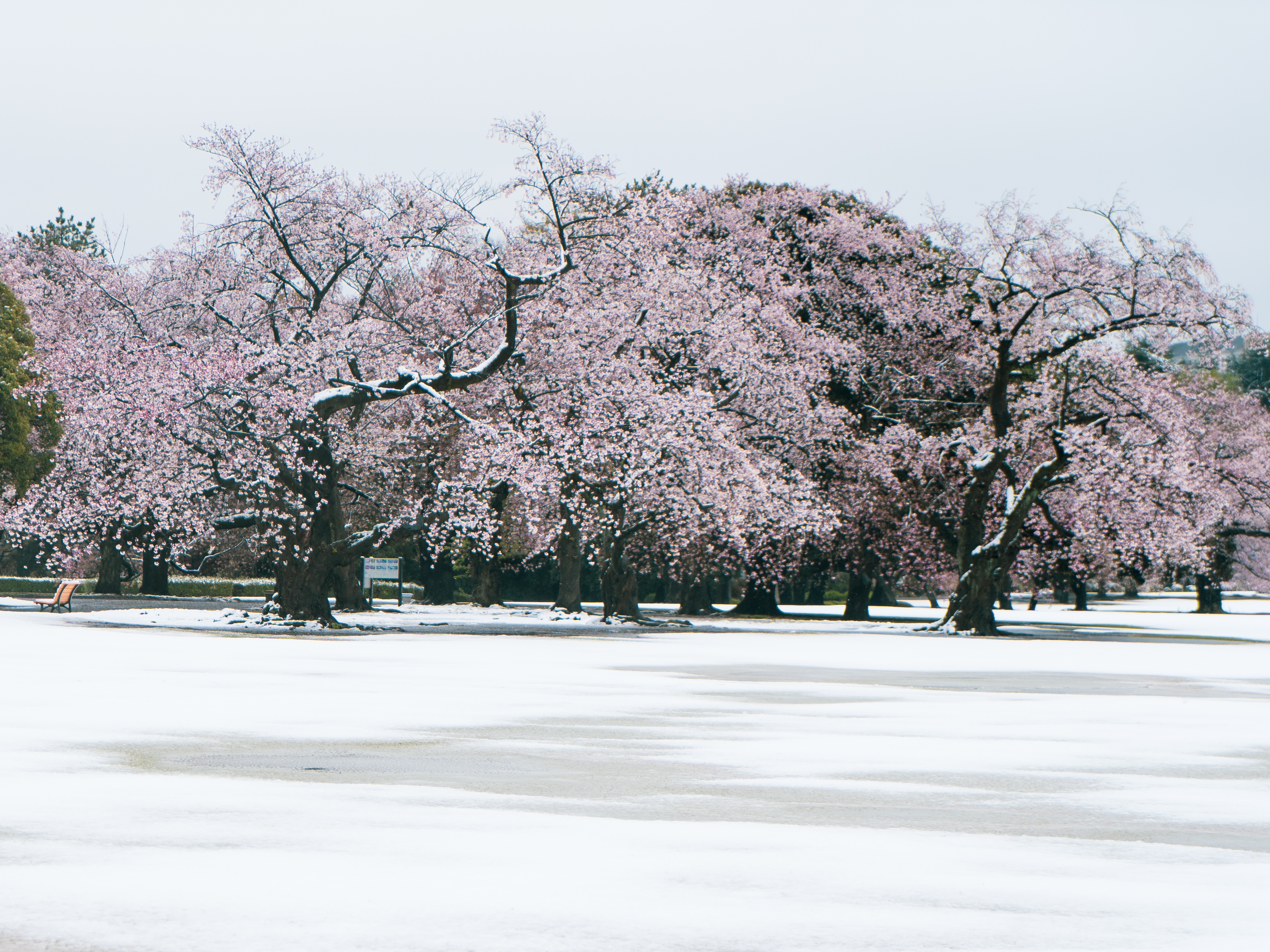環境省 動画掲載 新宿御苑 桜と雪
