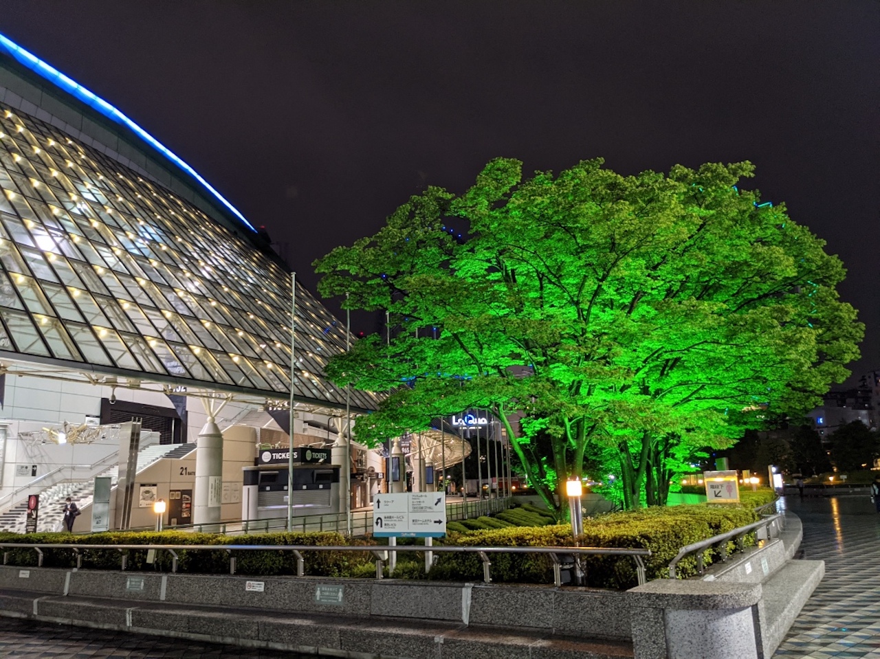 東京ドーム（外周部ケヤキ）