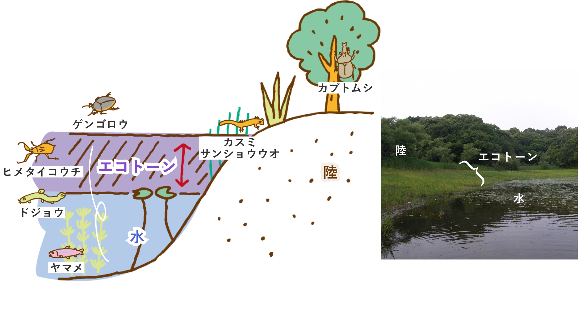 生物が多く暮らす水辺