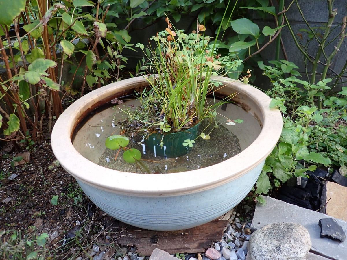 水道水を入れた容器
