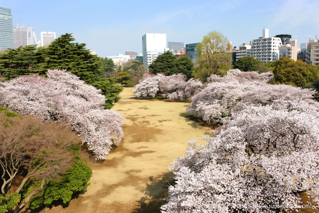 春の風景式庭園。園内には早咲きから遅咲きまでさまざまな桜が生育し、来園者を楽しませてくれます。写真提供「新宿御苑管理事務所」