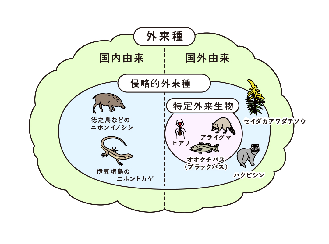 外来種