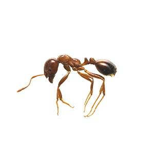 ヒアリ
