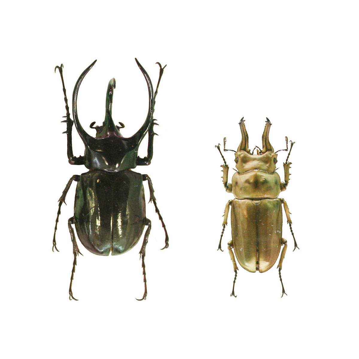 コーカサスオオカブトムシ、オウゴンオニクワガタ