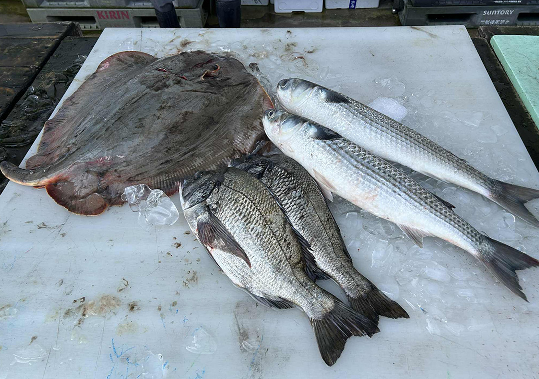 「クセモノズ」ではアカエイやボラ、クロダイなどの未利用魚を積極的に活用している。（写真提供：JTB）