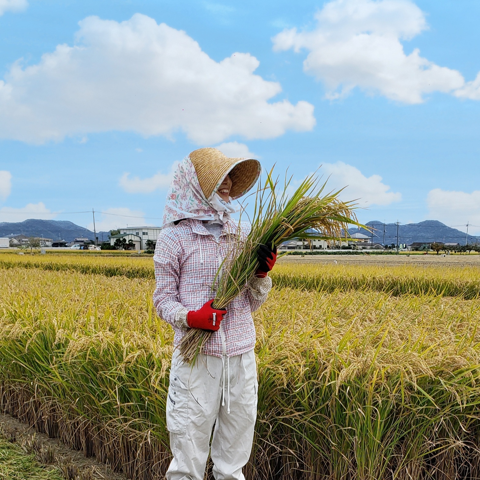 原料になる稲の収穫をする開発者