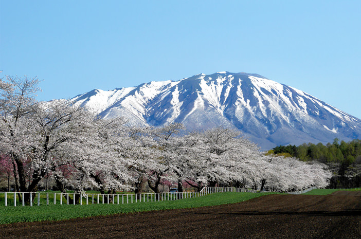 桜と雪解けの岩手山