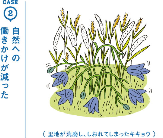 CASE2 自然への働きかけが減った/里地が荒廃し、しおれてしまったキキョウ