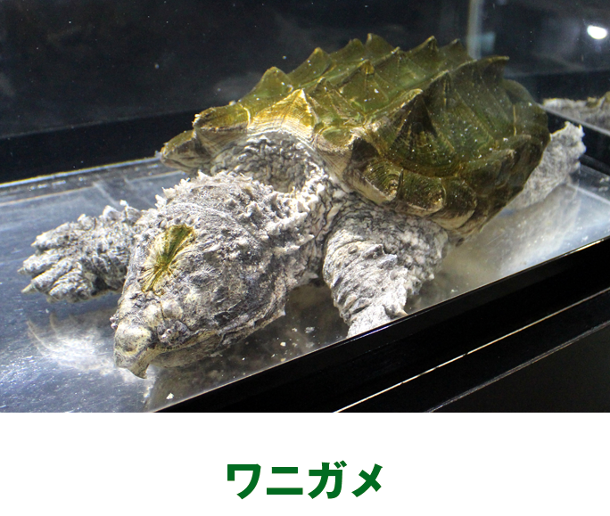 環境省 エコジン 年4月 5月号 Volume 76 第2特集 エコをヒモ解くkeyポイント エコの鍵 今回のkey Word 人と動物が共生する社会 環境省 エコジン 年4月 5月号 Volume 76 第2特集 エコをヒモ解くkeyポイント エコの鍵 今回のkey Word 人と動物が共生する社会