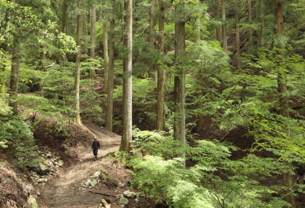 橋本山林