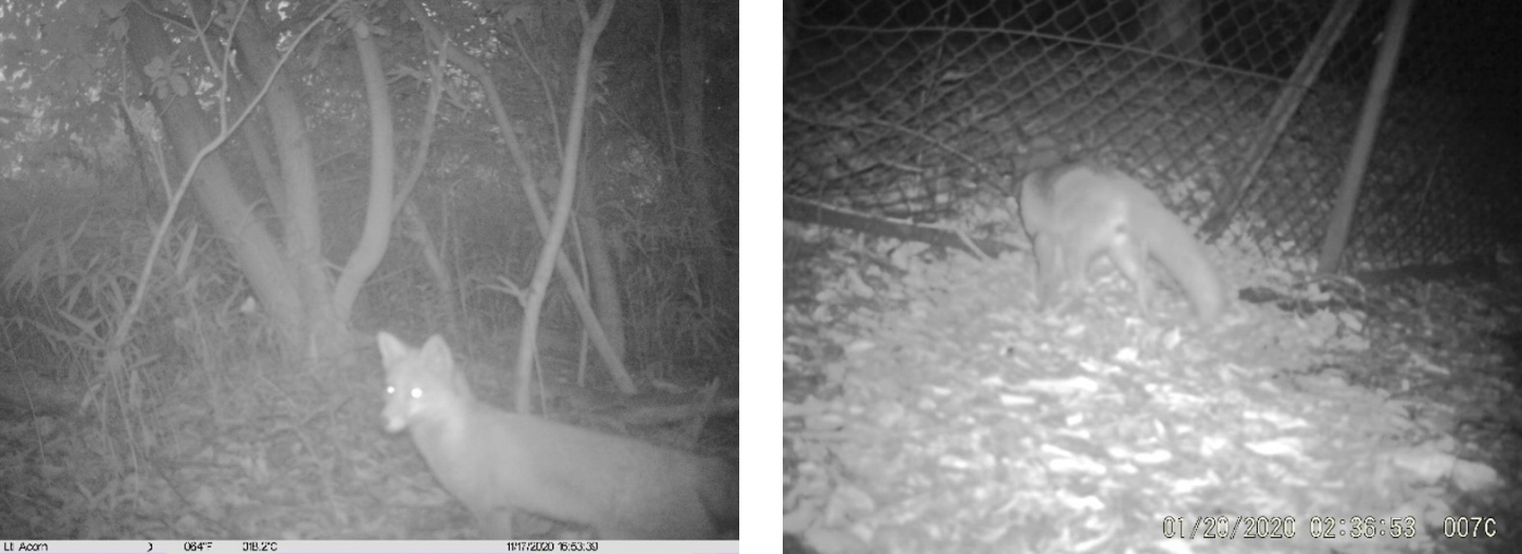 東邦ガスの緑地で撮影されたキツネとアニマルパスを通過するキツネ