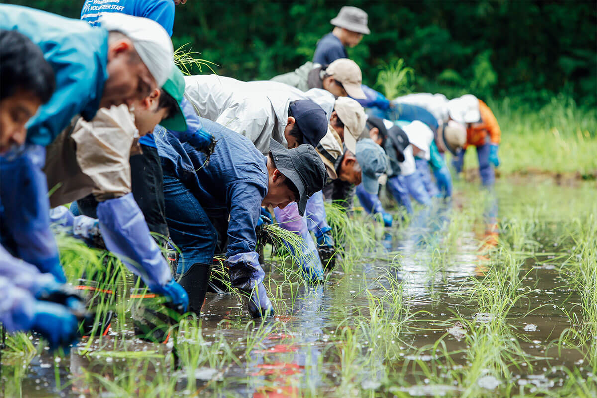 田植えを行うウェザーニューズ社の社員たち。堂谷津の里では『いのちの壱』『ヒメノモチ』『黒米』などの米が植えられています。