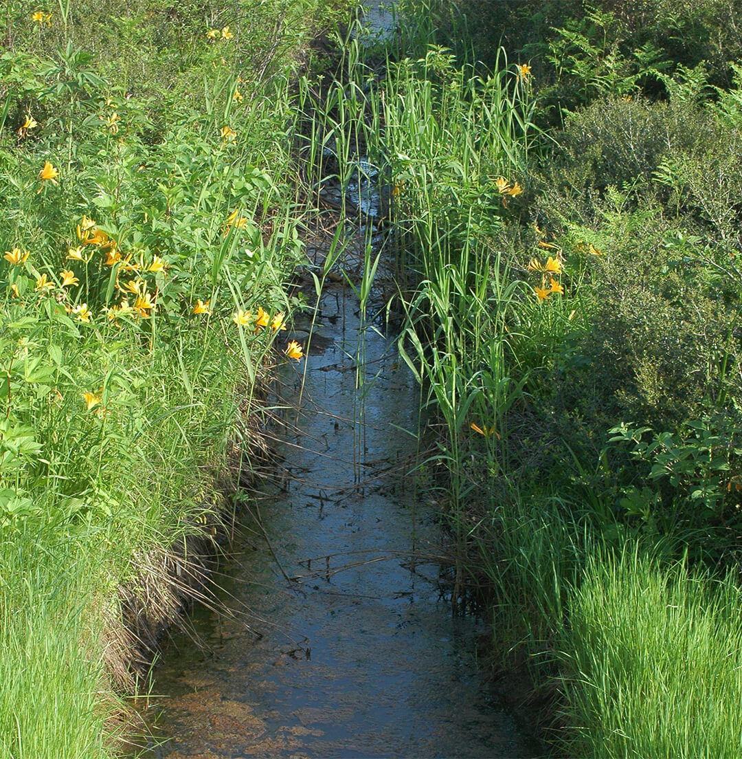 地下水位を上げる試みが行われている水路。