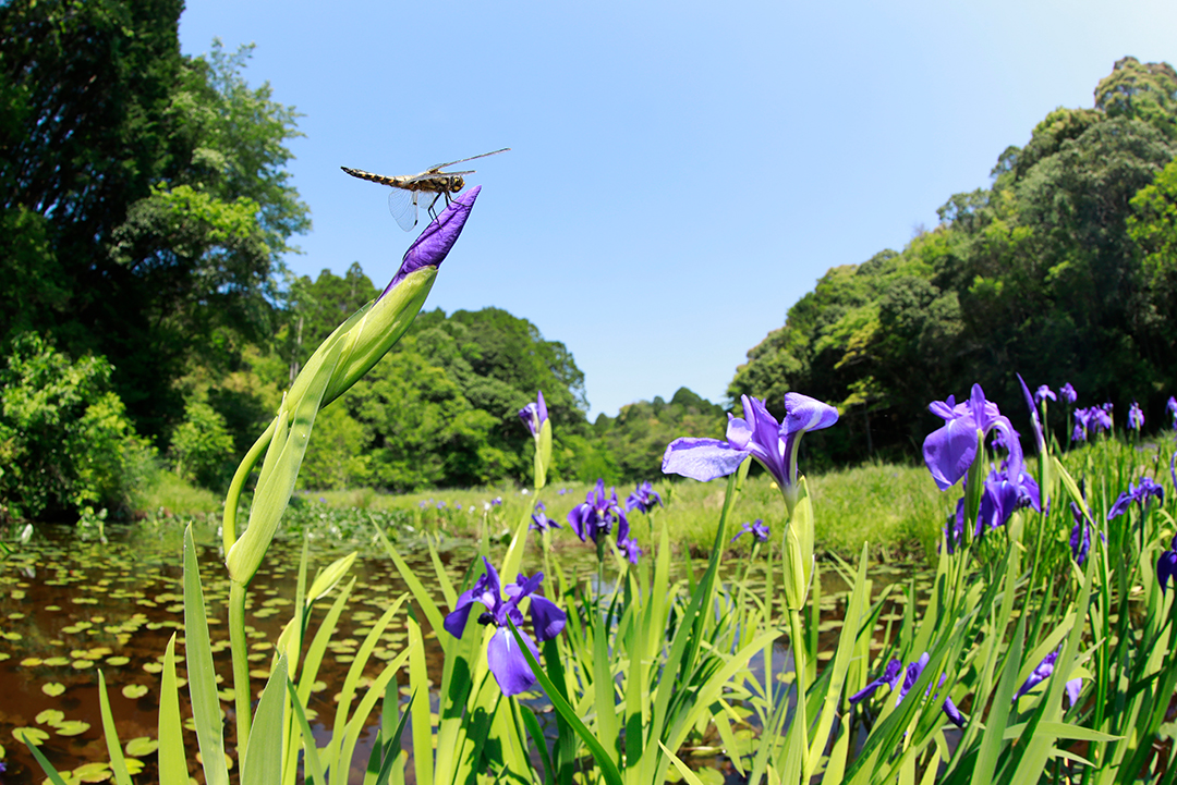 四万十市トンボ自然公園（トンボ王国）