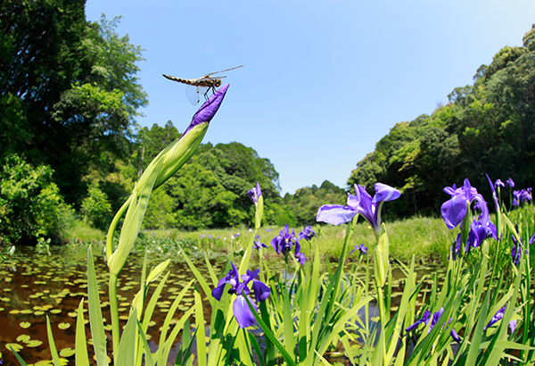 四万十市トンボ自然公園（トンボ王国）［公益社団法人 トンボと自然を考える会］