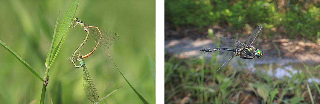 交尾中のモートンイトトンボ（左）。高知県内ではトンボ王国が唯一の生息地です。ほかにも、ハネビロエゾトンボ（右）など、希少なトンボが確認されています。