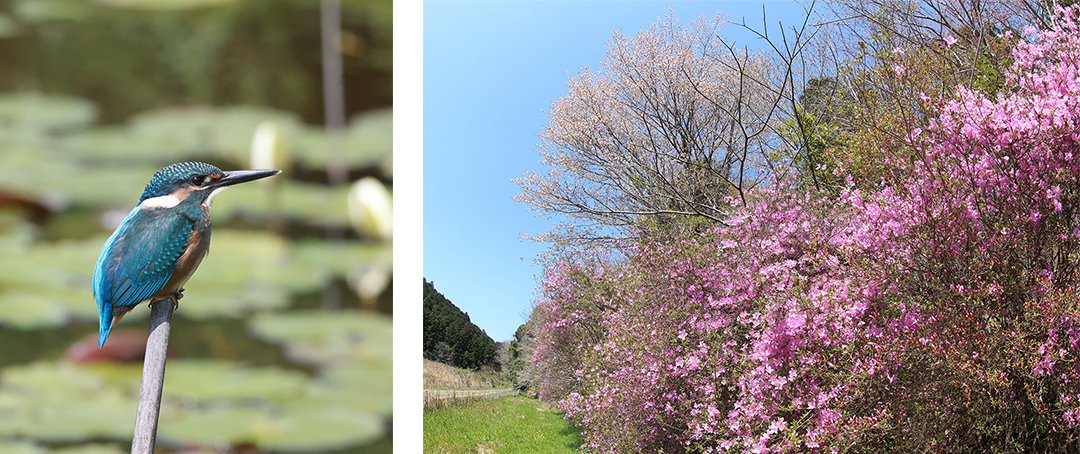 園内にはカワセミ（左）などの野鳥や、フジツツジ（右）など在来の植物も生息しています。
