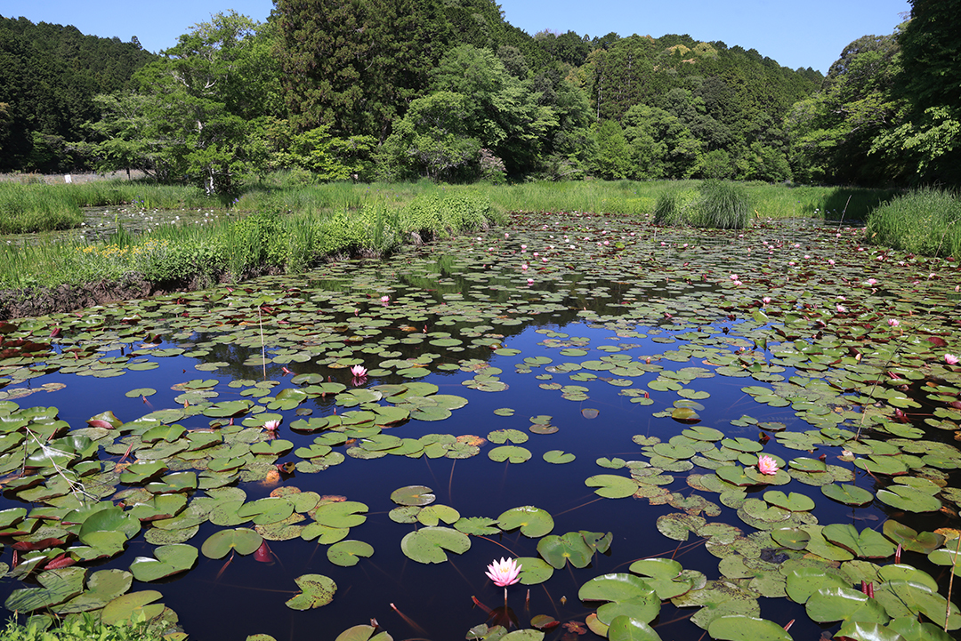 公園内の池やその周辺には、トンボが生息しやすい水辺の整備と同時に審美的景観作りも兼ねて、スイレン（写真）やハナショウブが植えられています。